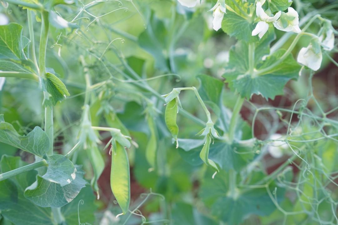 Amy的mini菜园