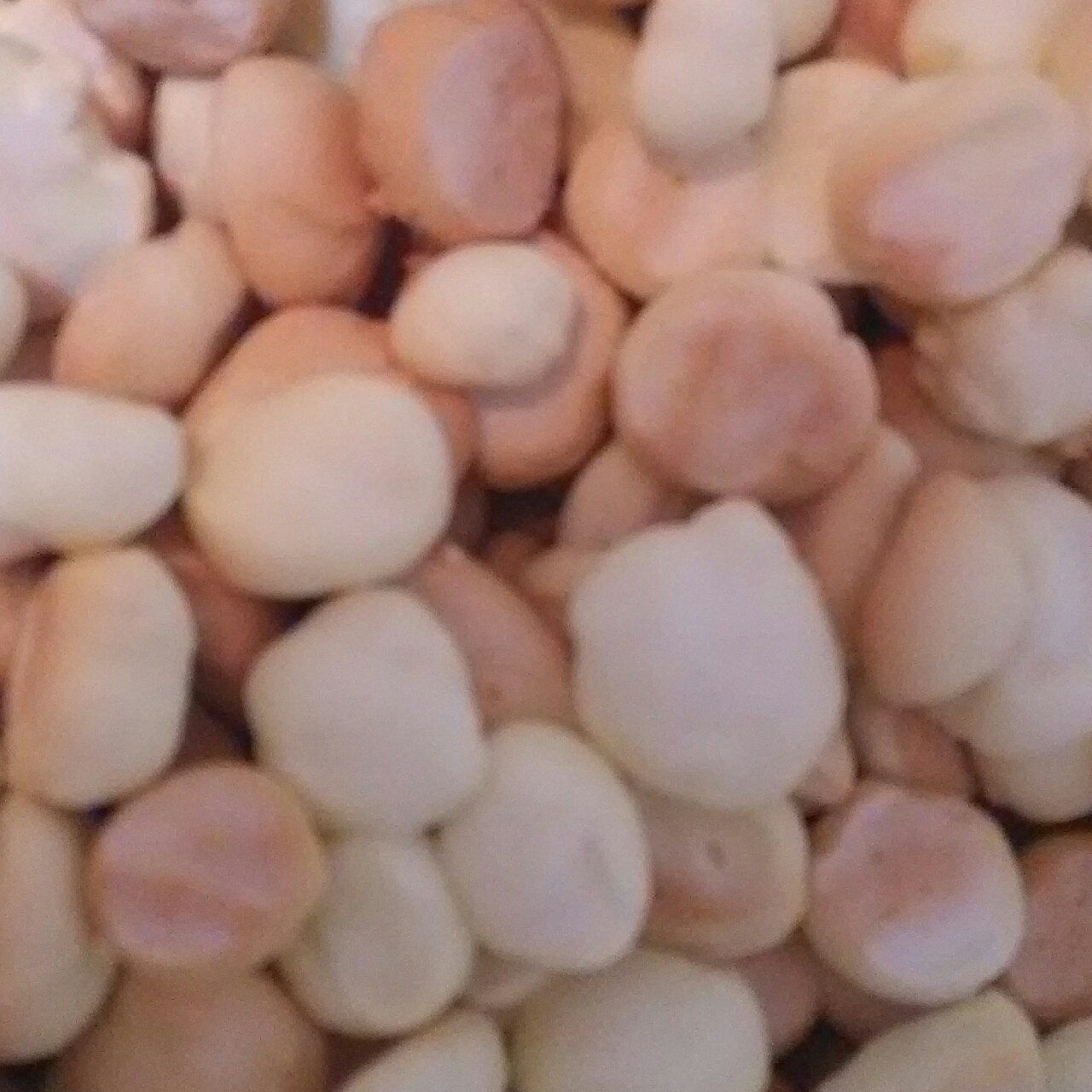 日式旺仔小馒头