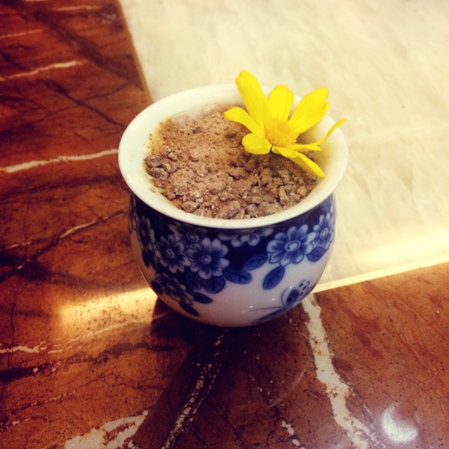 小清新酸奶盆栽