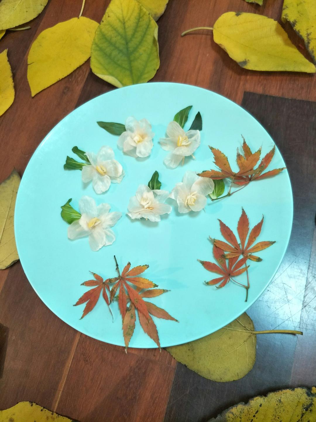 紫罗兰
