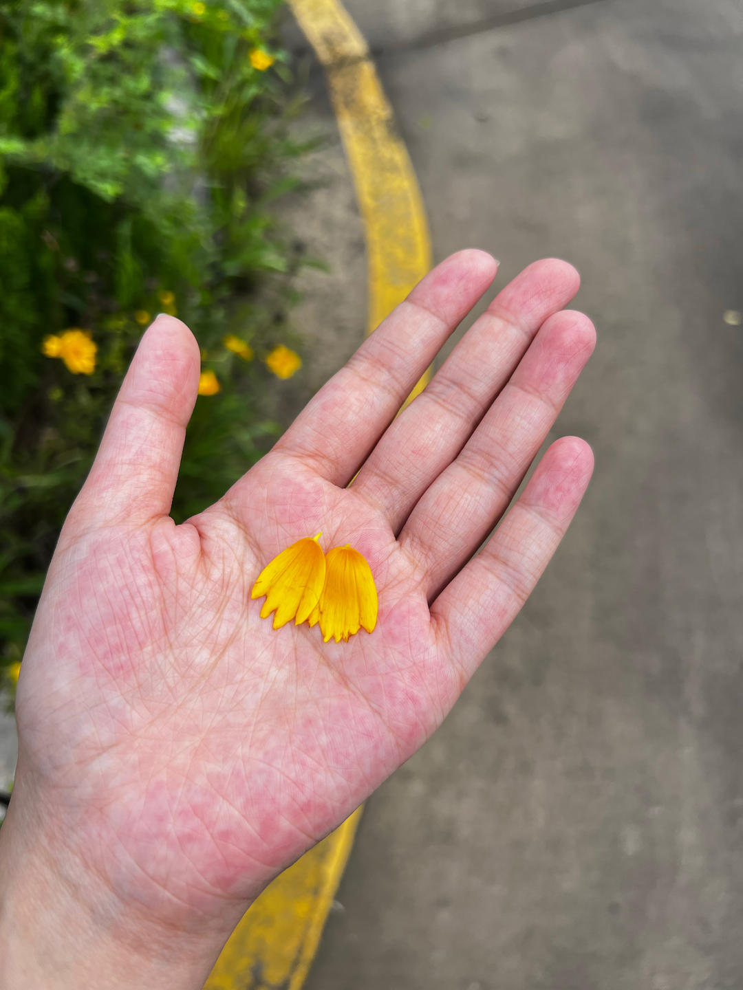 爆炒绿豆芽