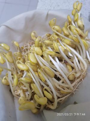 自制黄豆芽，也是家里的生物课哦😊的做法 步骤9