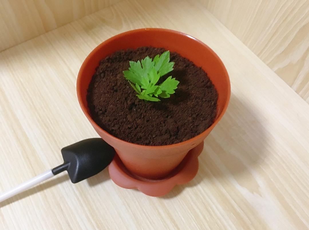 盆栽木糠杯