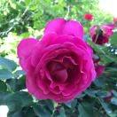 毛毛妈妈妈妈_7cya的厨房