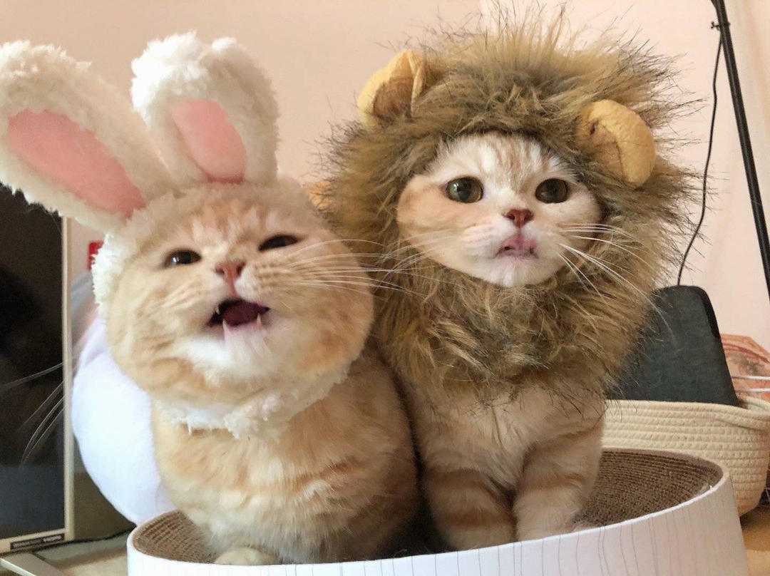 抄手河粉吃两碗