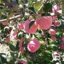 手机用户0324_ovbe