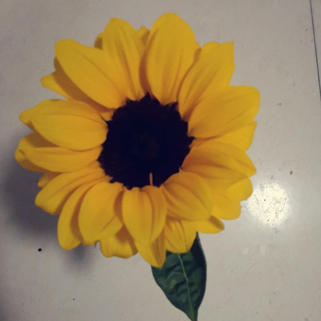 努力学做饭的小无语