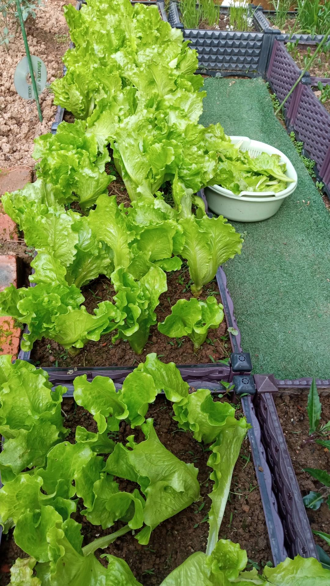 虾仁芦笋（清甜如初夏）