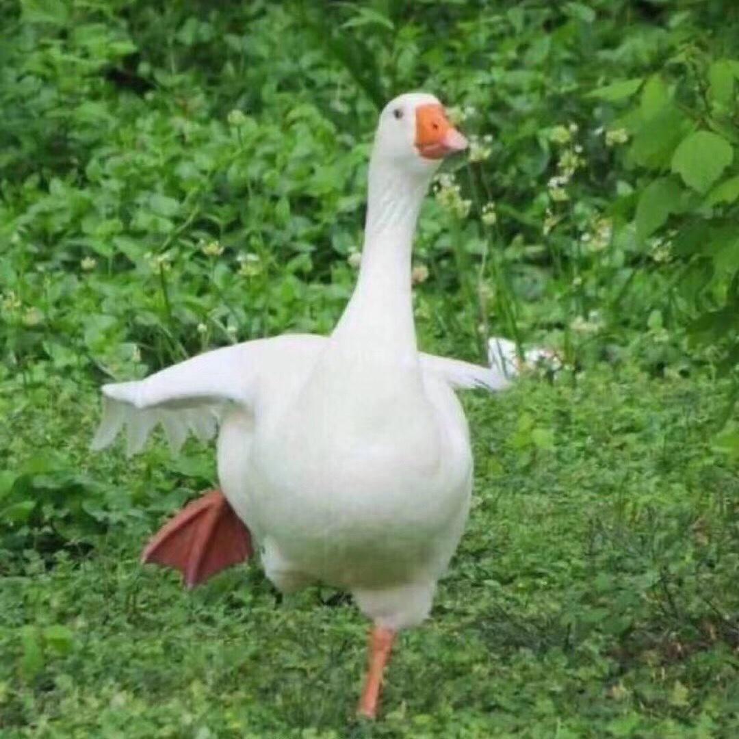 Lvvvvms