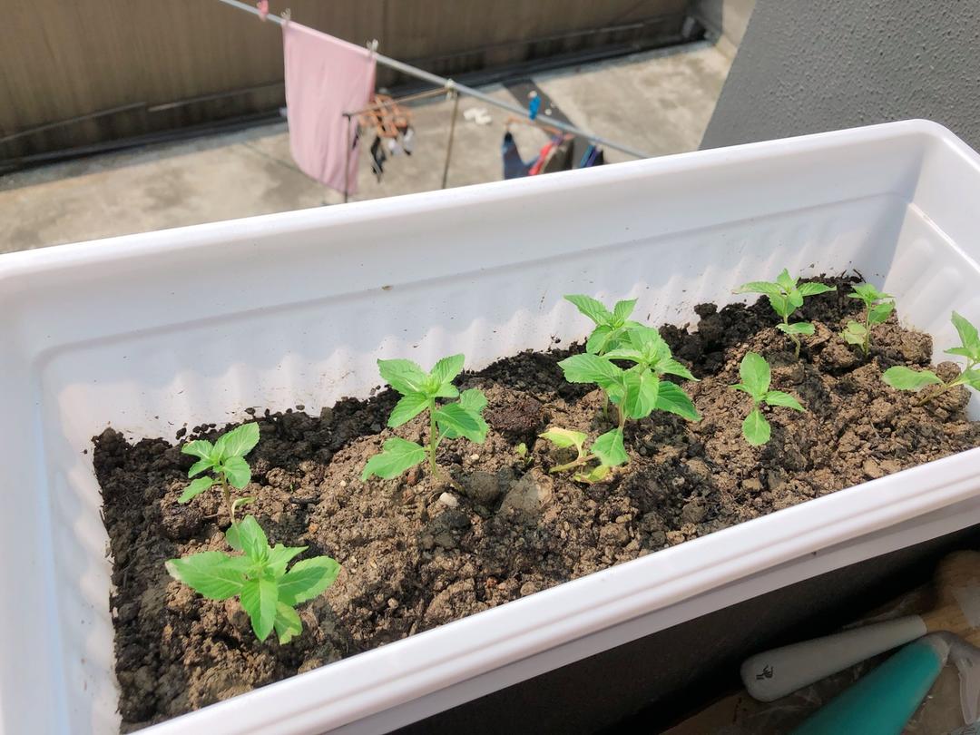 薄荷种植手册，如何把你的薄荷养到爆盆