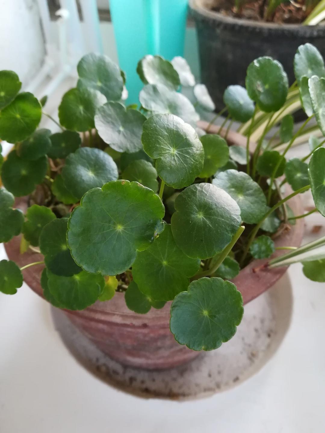 我的花花草草