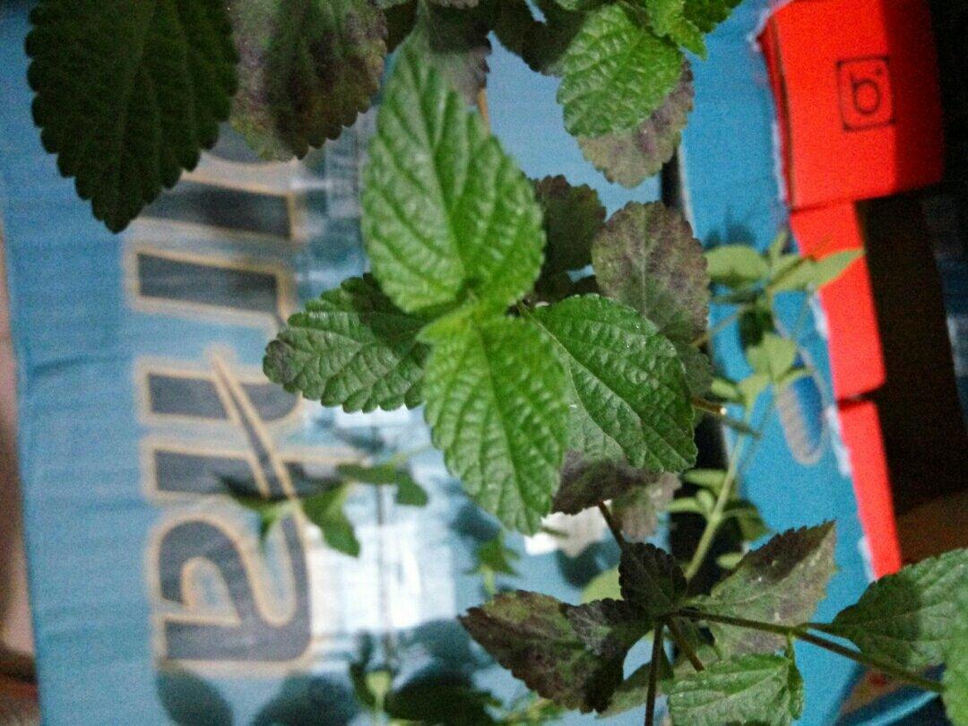 薄荷种植手册，如何把你的薄荷养到爆盆