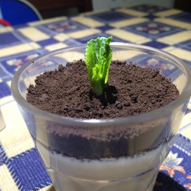 心灵感应-1做的盆栽酸奶