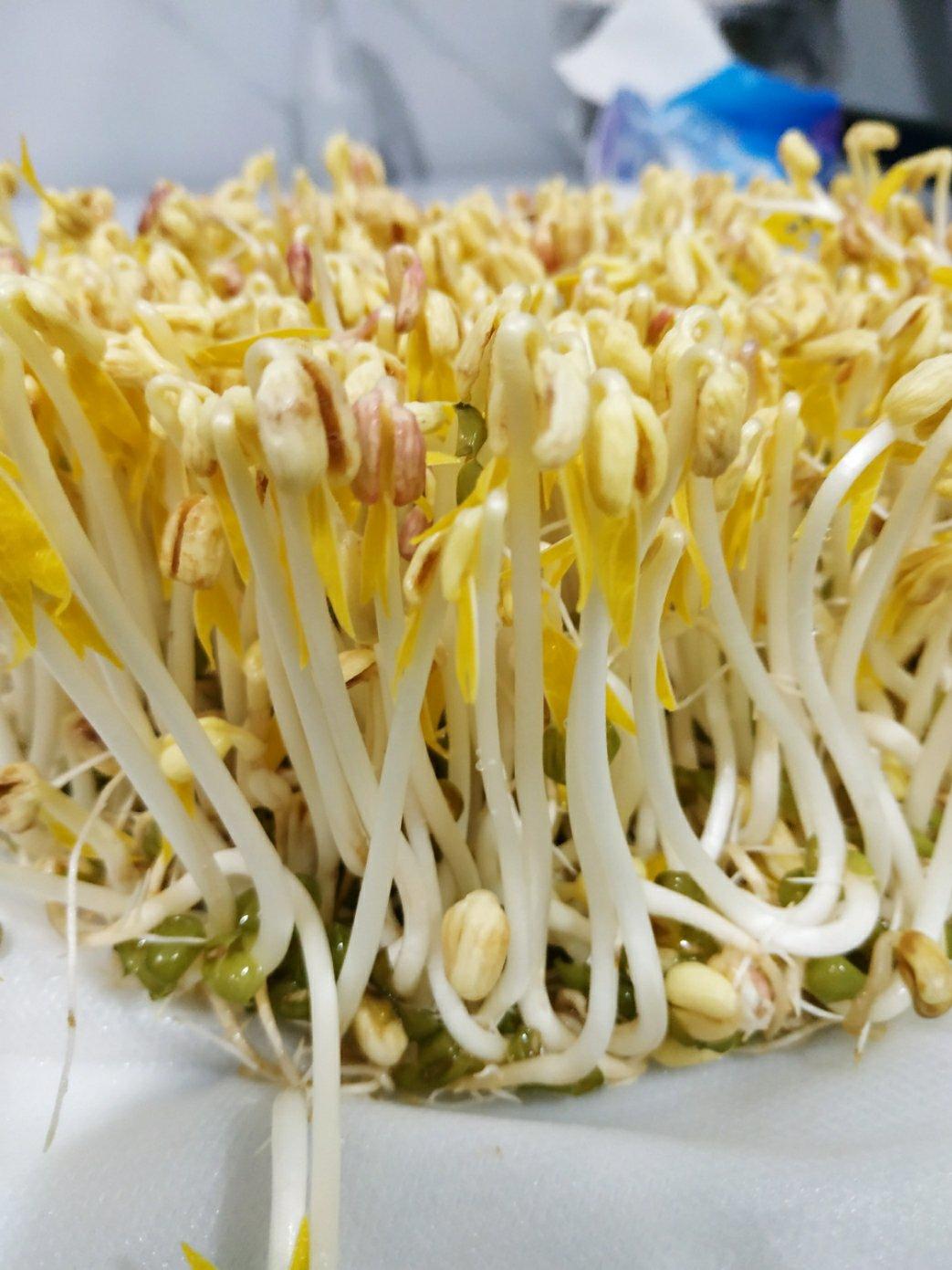自发绿豆芽/自生豆芽/自制豆芽