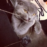 sisi_cat