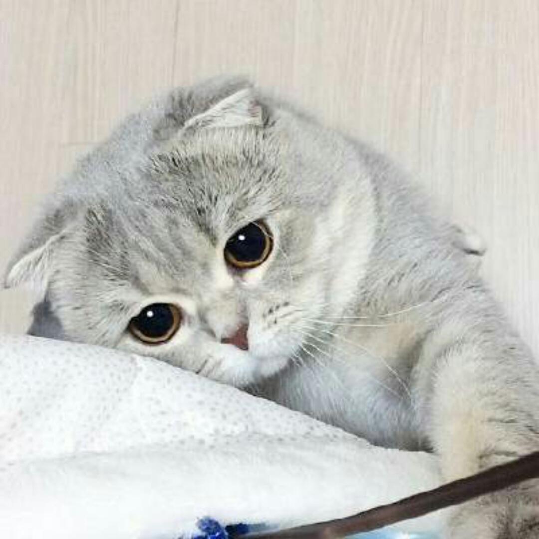 小花猫喵喵喵