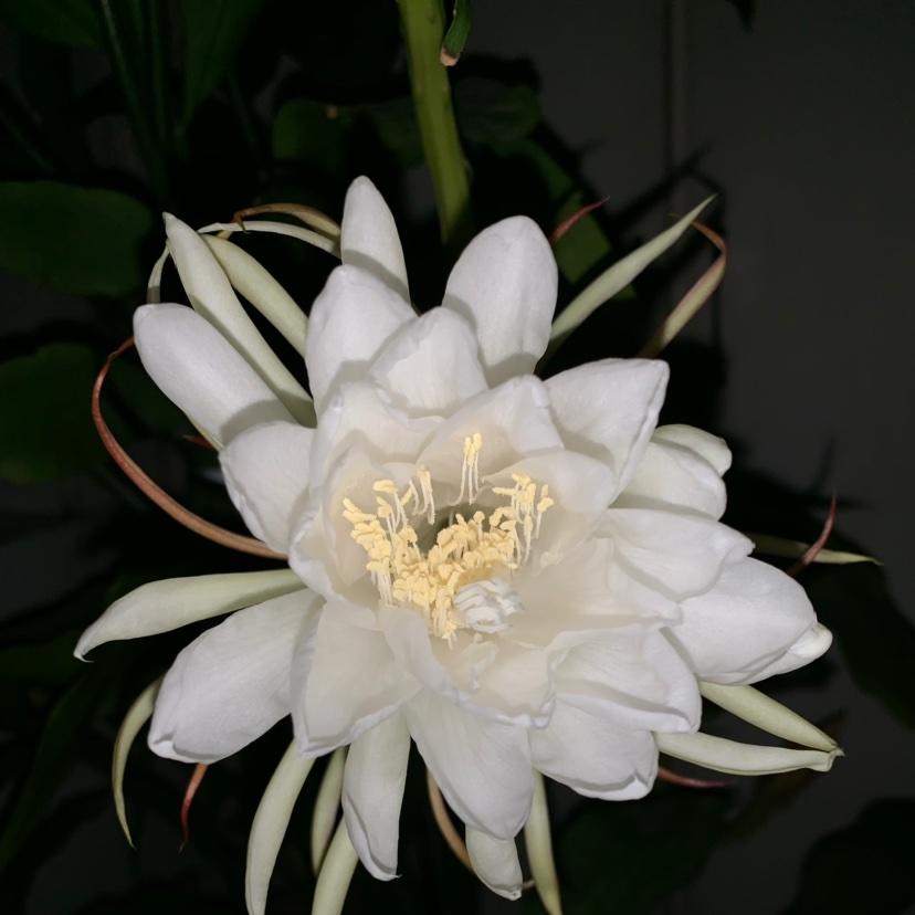 蔬小盒