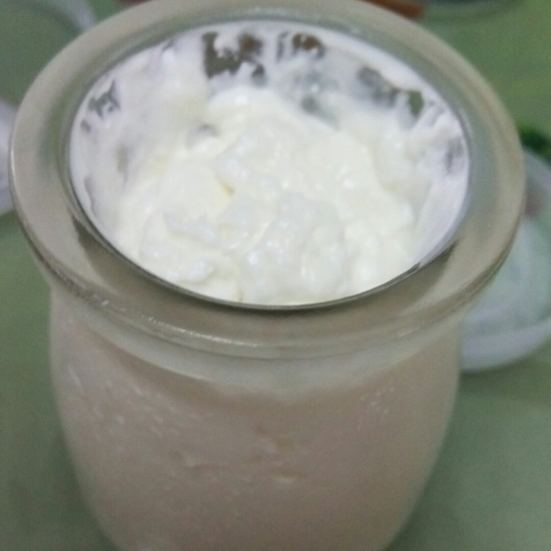 自制老酸奶
