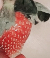 奈良的草莓