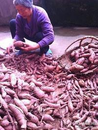 紫薯季免费吃大福利 1斤/人的做法 步骤3