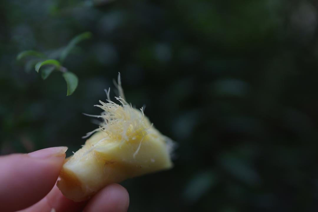 宝宝止咳润肺秋梨膏的做法 步骤13