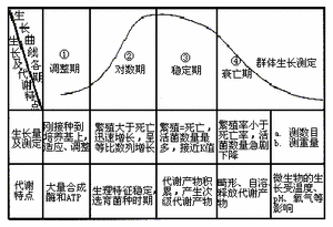 天然酵母（黑麦酵种）养成记录的做法 步骤34