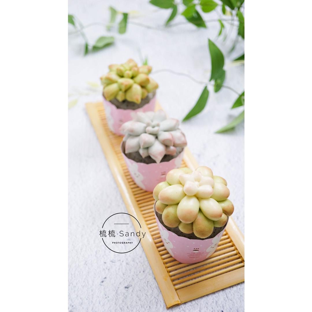 多肉植物馒头