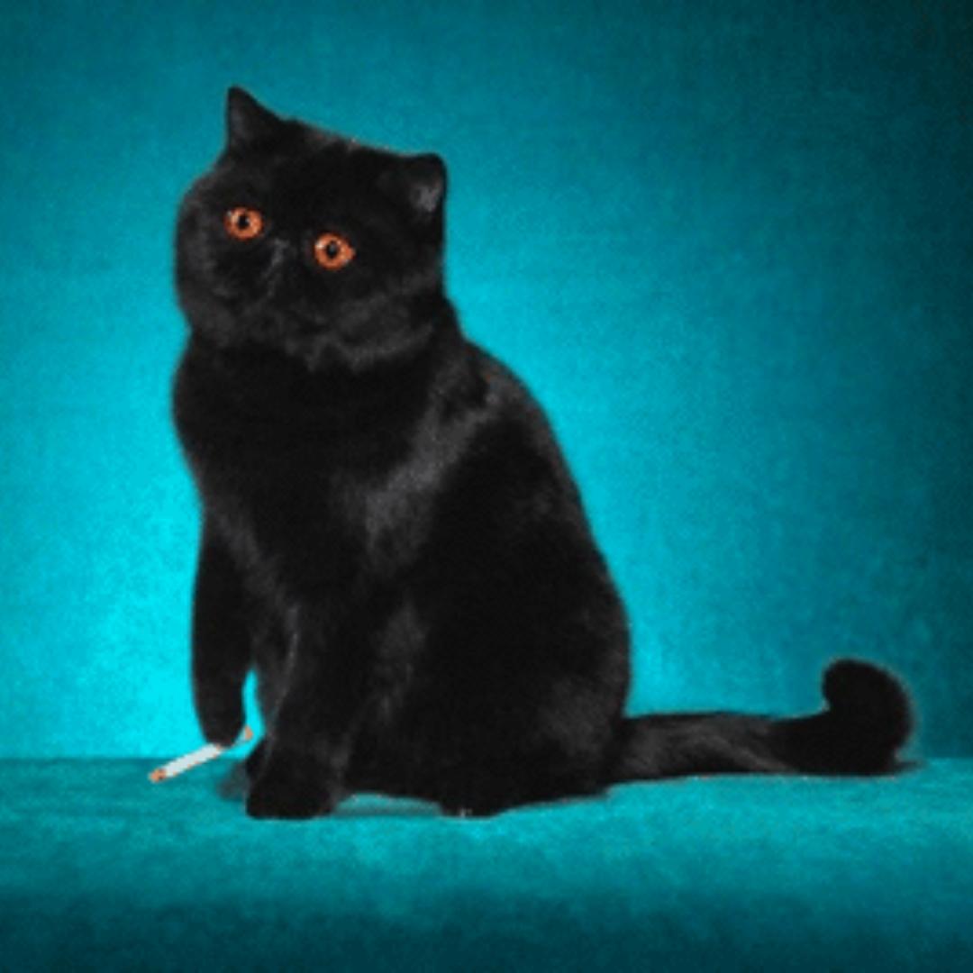 一只抽烟的幸福喵