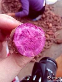 紫薯季免费吃大福利 1斤/人的做法 步骤4
