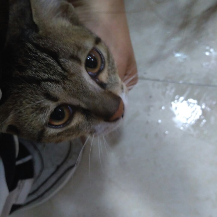 猫咪生日蛋糕←自制猫粮