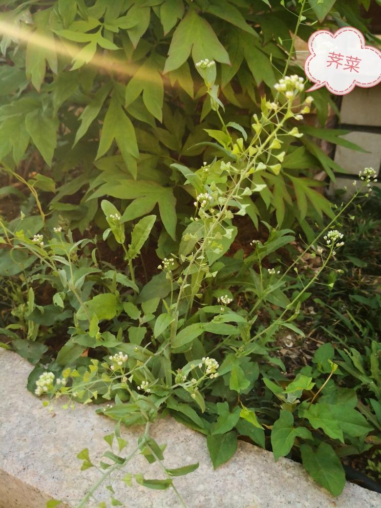 能祛陈寒，又能祛血热的荠菜煮鸡蛋的做法 步骤1