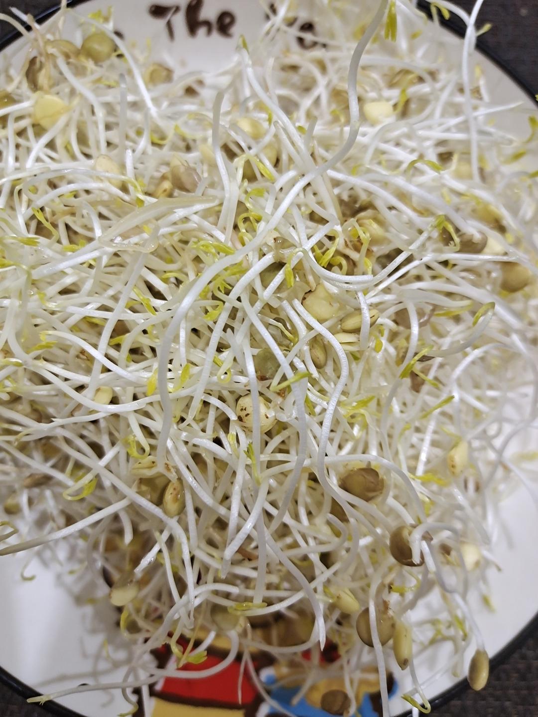 自发豆芽—小扁豆芽