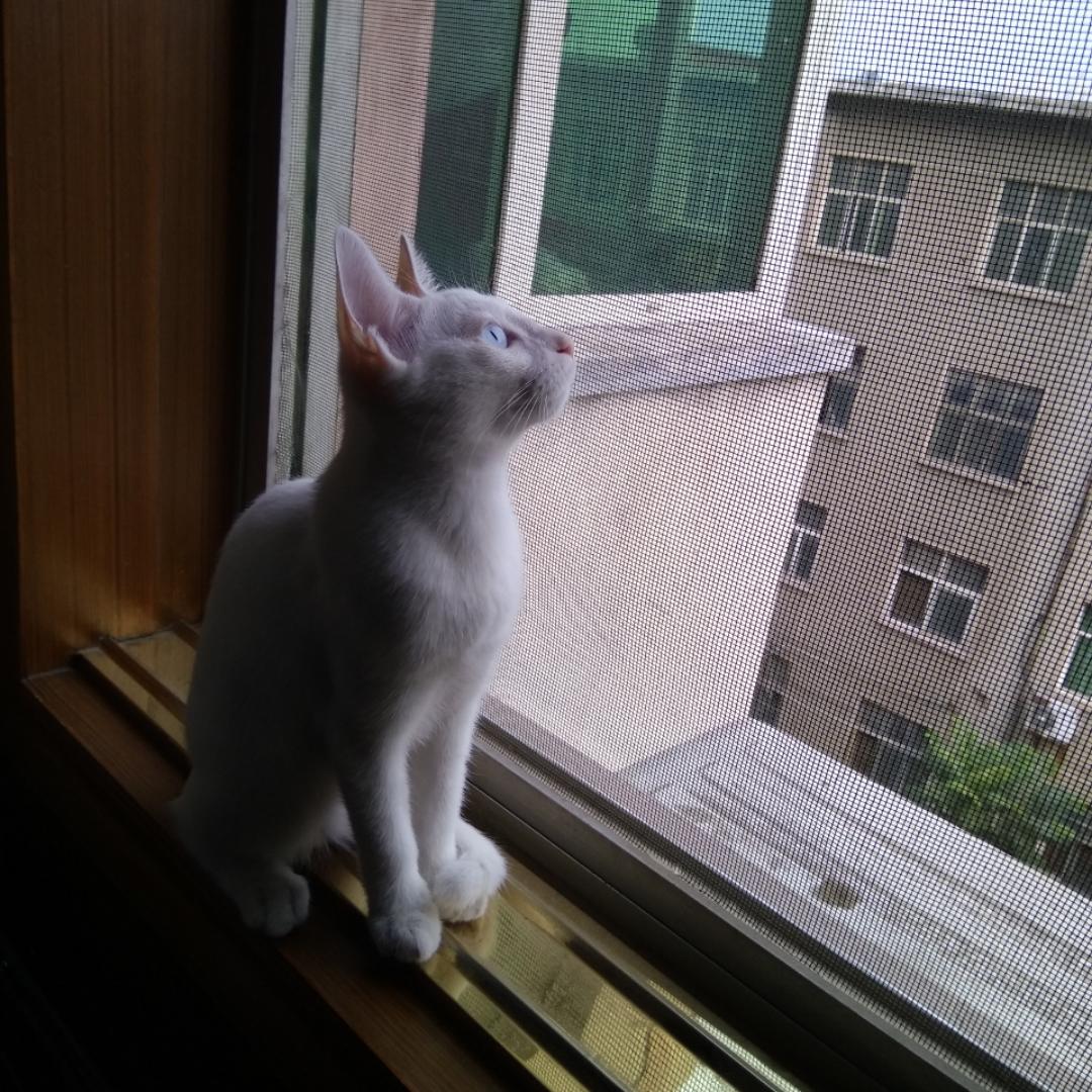 言喵