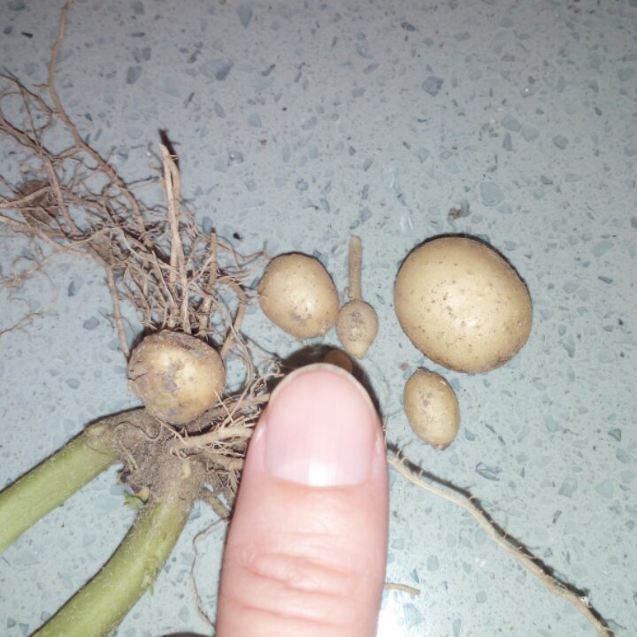 我+厨房我的菜