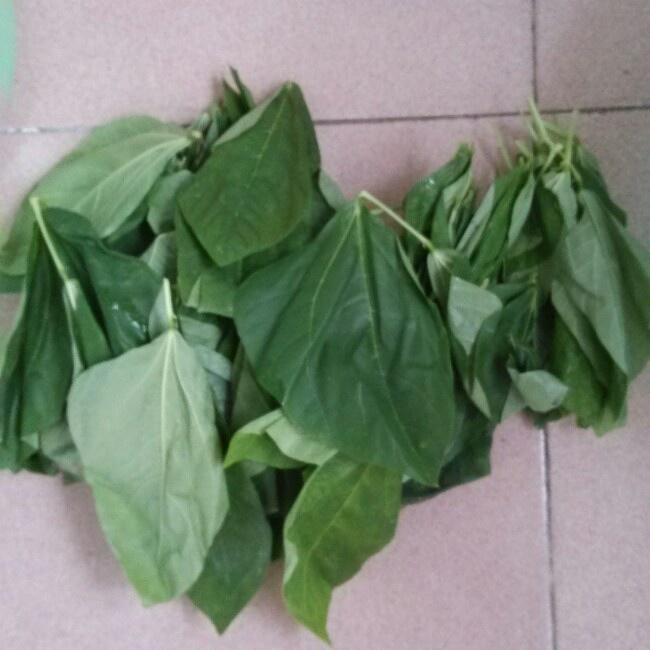 清煮豆角叶的做法