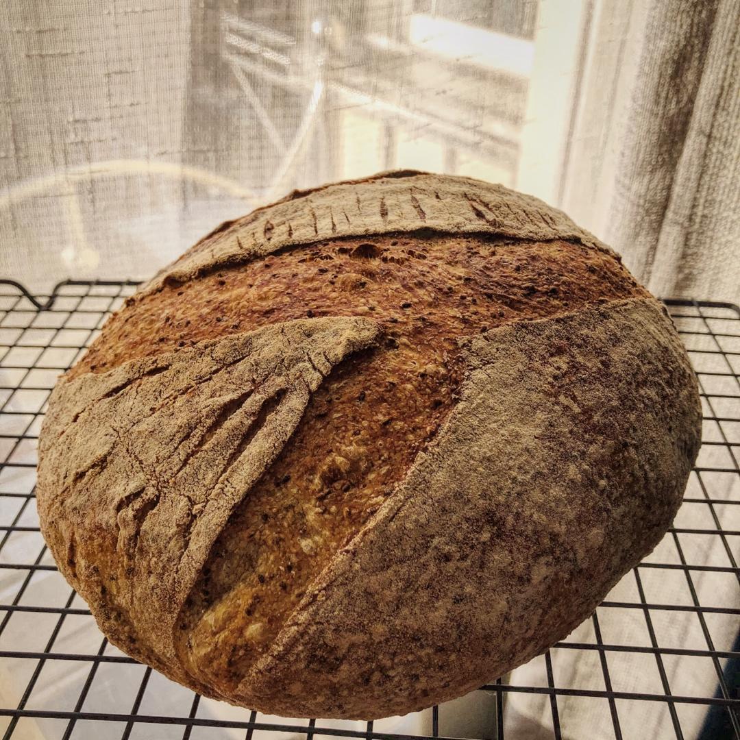 欧包 波兰种 割包视频