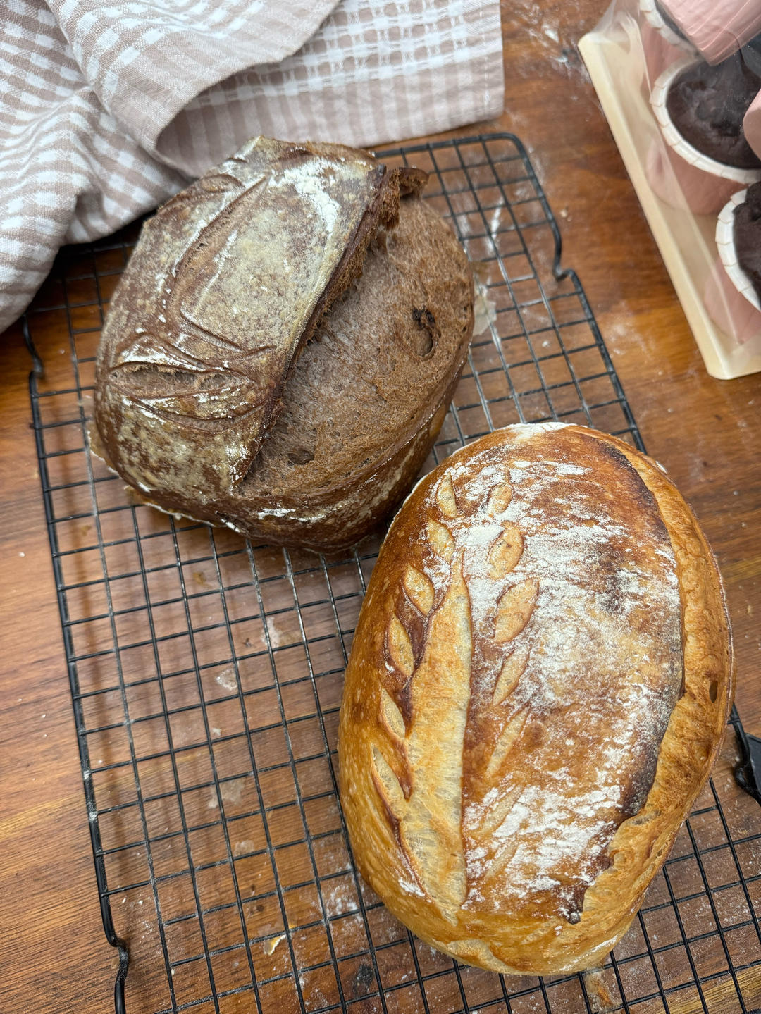 基础可可硬欧包丨鲁邦种