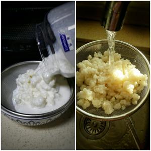 自制天山雪莲菌酸奶的做法 步骤1