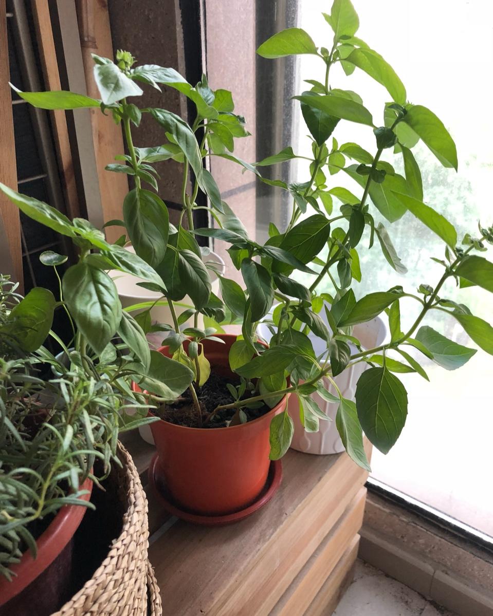 和青酱做朋友 Be frds with Pesto
（Jamie Oliver版）