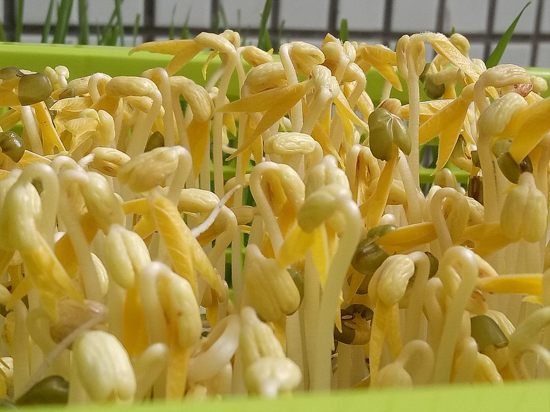绿豆芽（自发）的做法