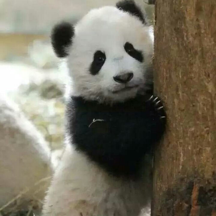 青草熊猫