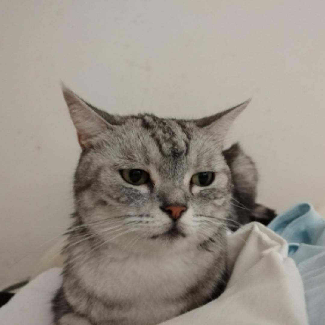 摸摸嘟嘟和小黑