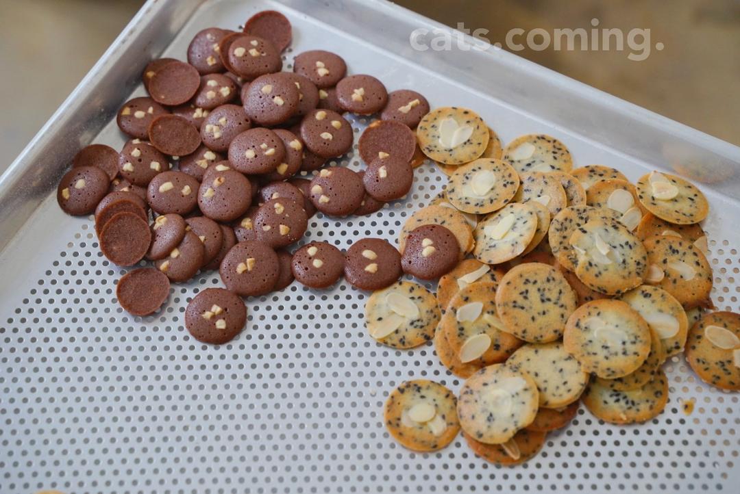 每日坚果薄脆 | CatsComing Bakery