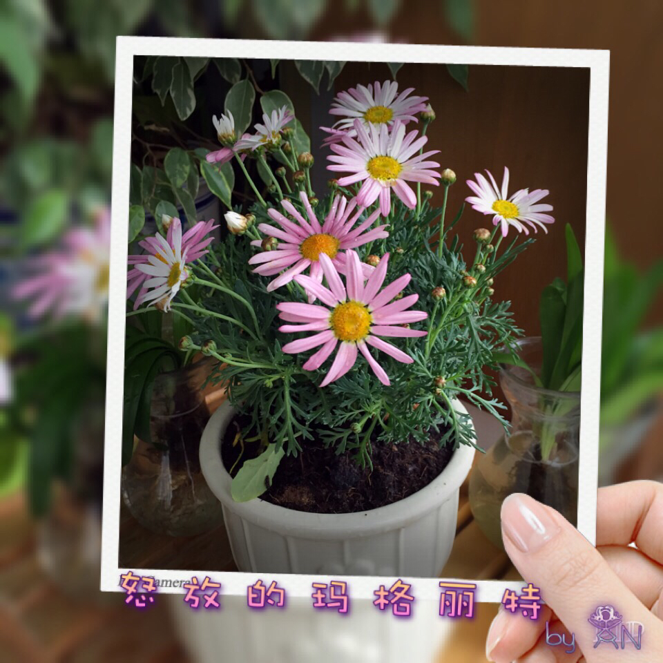 搬一座花园回家