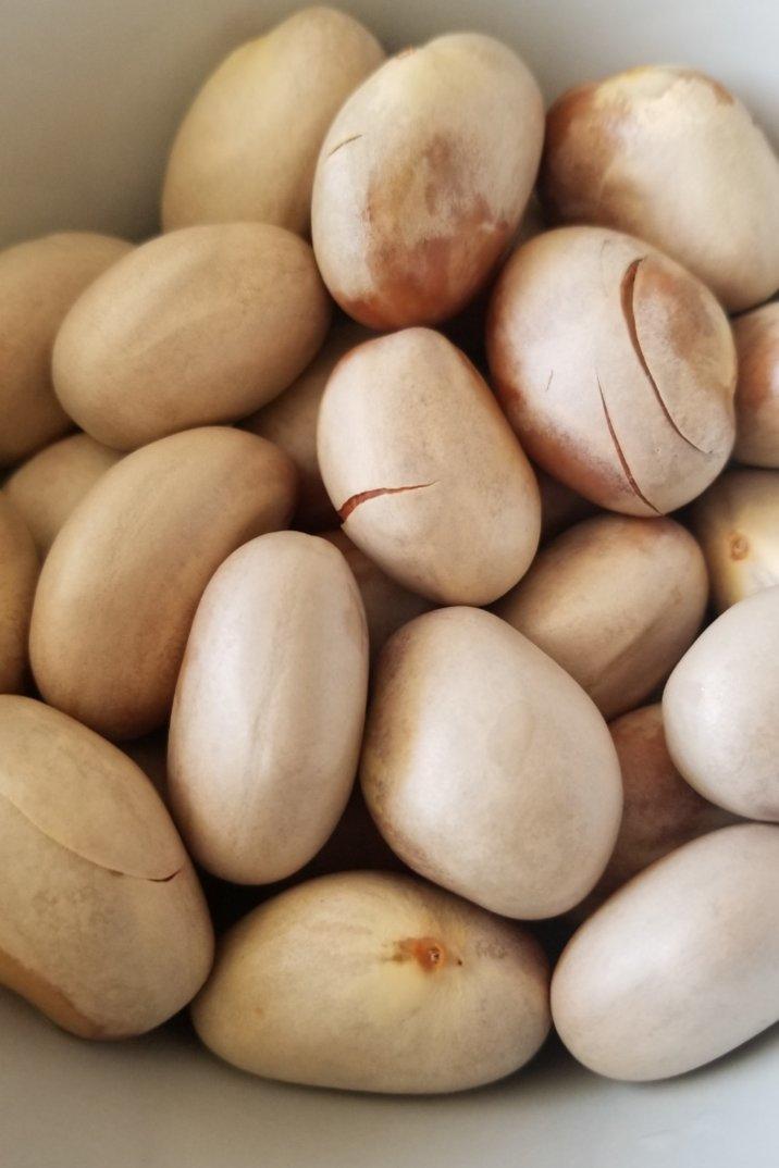 菠萝蜜核