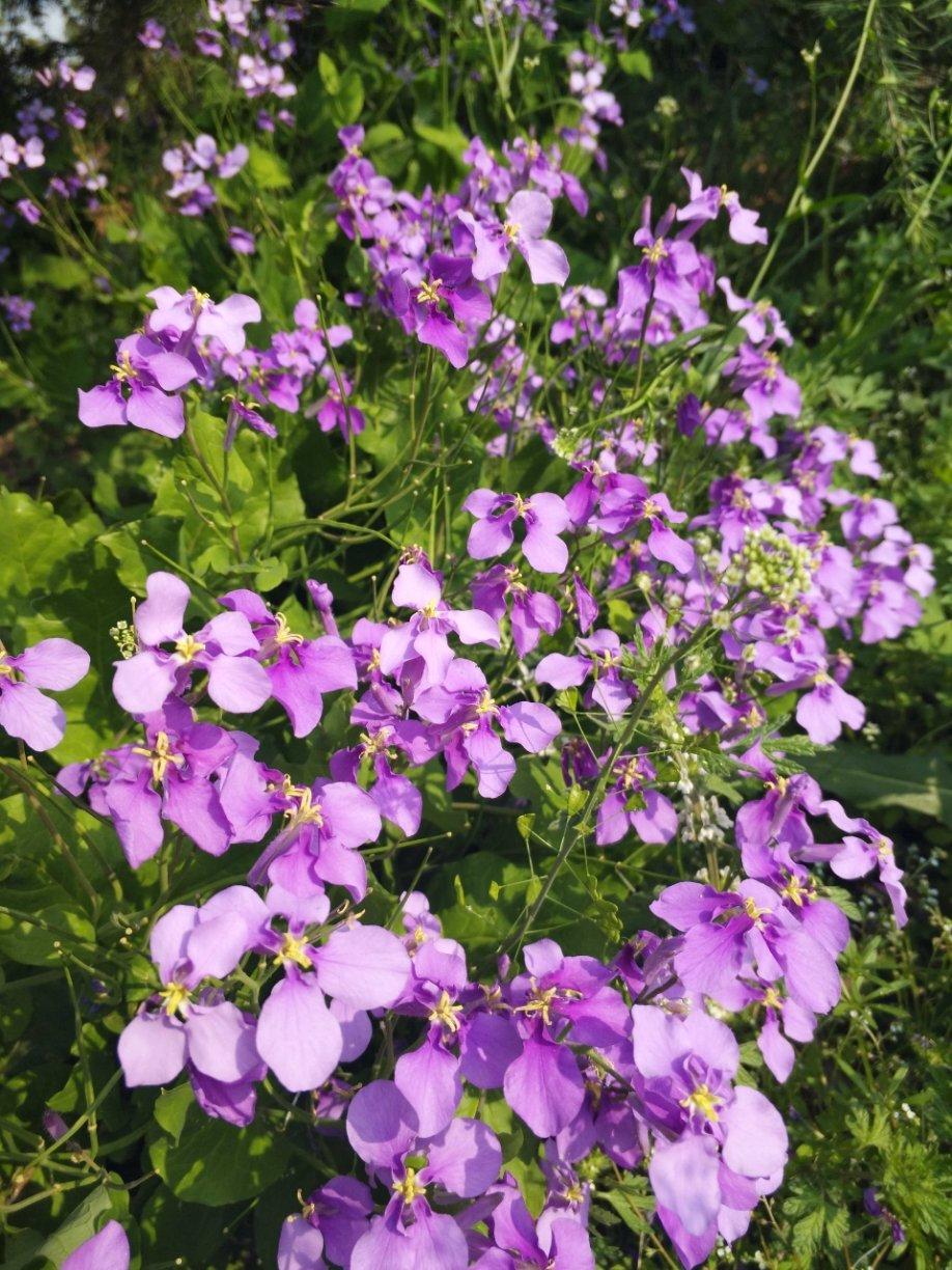 开花季