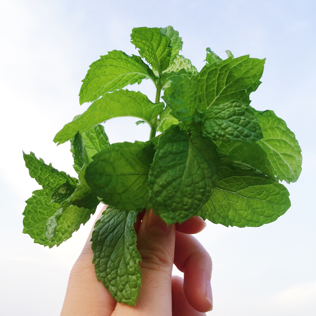 厨房种香草（tips大汇总…缓慢更新）