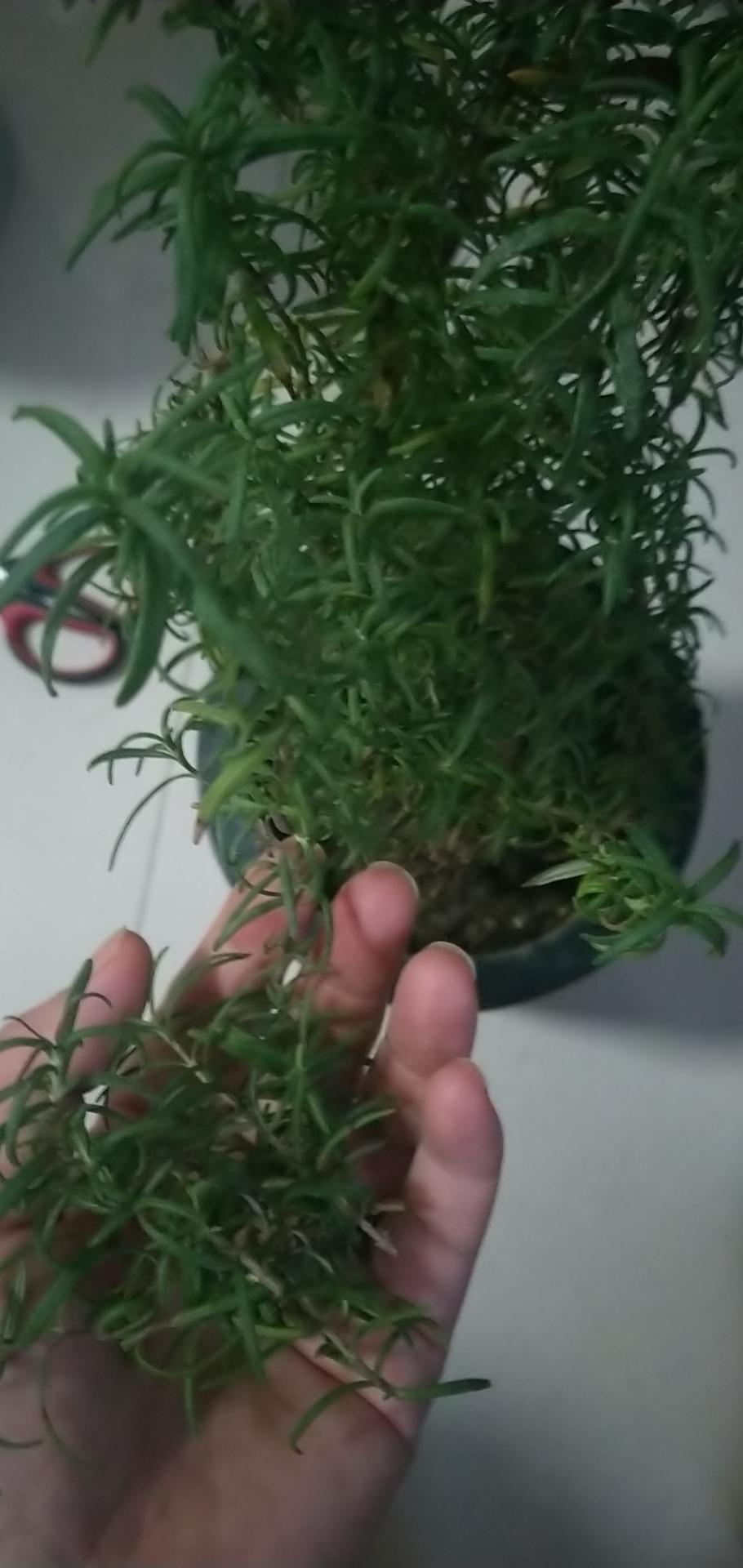 油浸小番茄（佛卡夏🍝意面🍕披萨🥗沙拉）