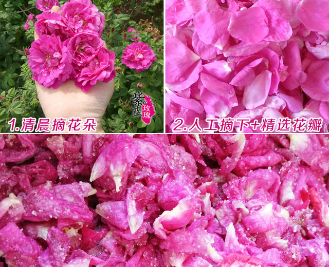 自制玫瑰花酱（平阴食用玫瑰鲜花）玫瑰糖玫瑰酵素玫瑰酱的做法