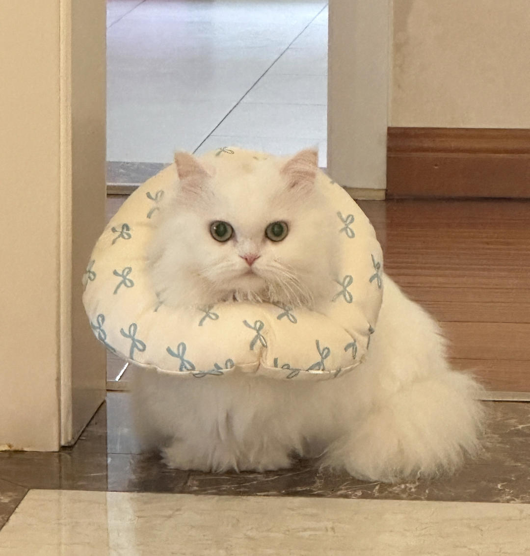 一只小团团呀